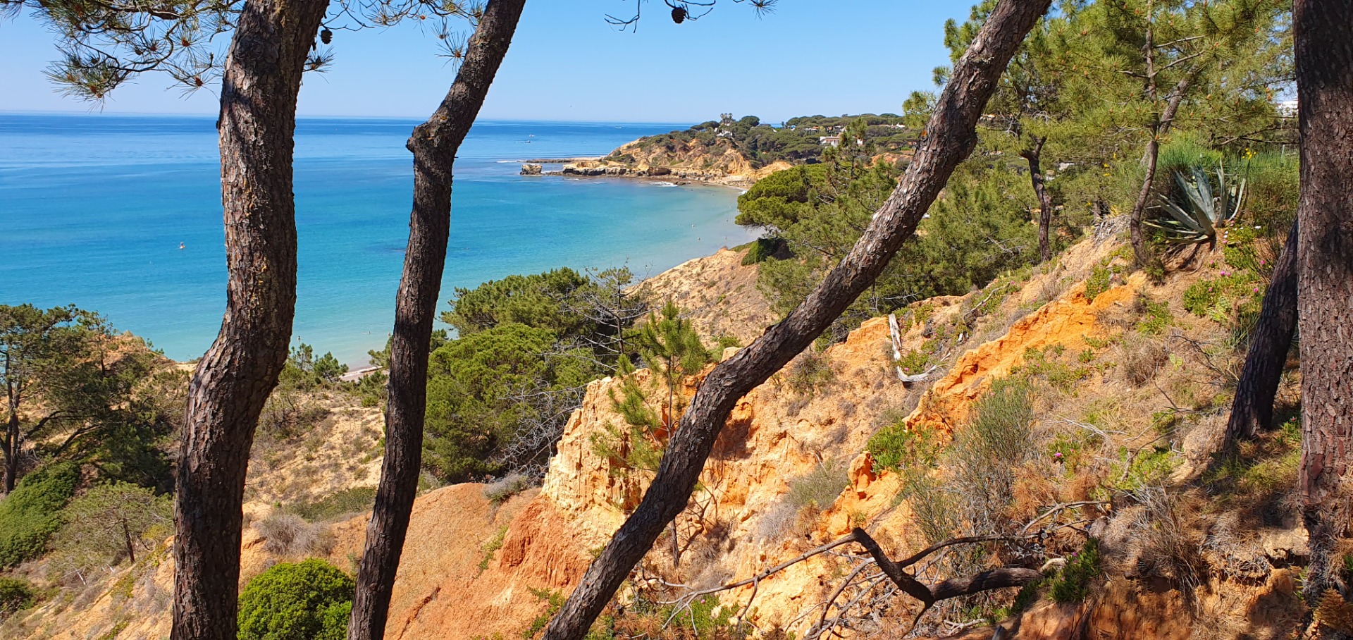 Blick auf eine türkisfarbene Bucht der Algarve mit Sandstrand, Küstenhügeln und Meer durch Baumstämme im Vordergrund.