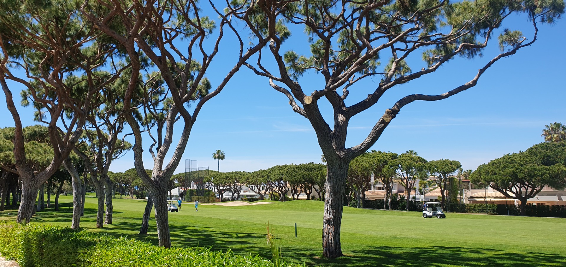 Weitläufiger Park mit hohen Bäumen, grünem Rasen, Fahrzeugen und Gebäuden unter blauem Himmel.
