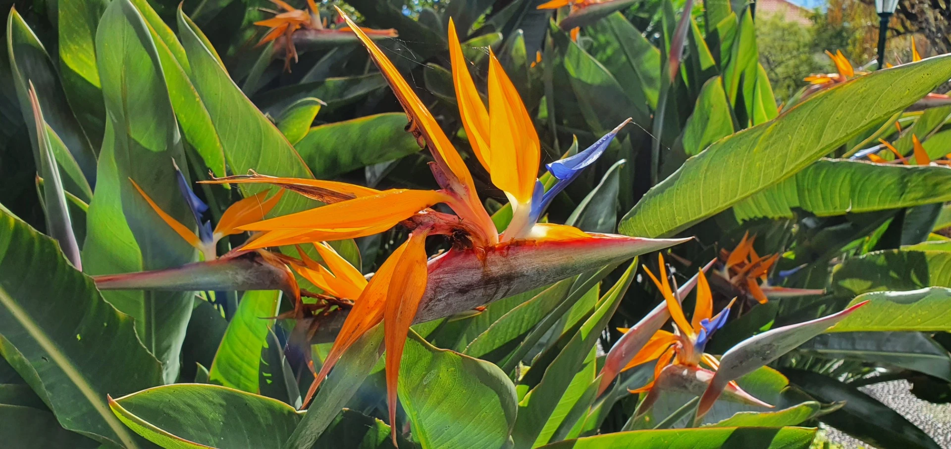 Blühende Blumen auf Madeira