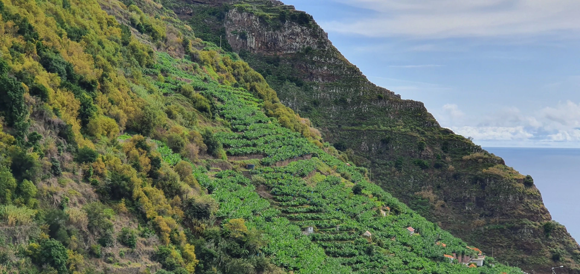 Bananenplantagen auf Terrassen an der Westküste Madeiras