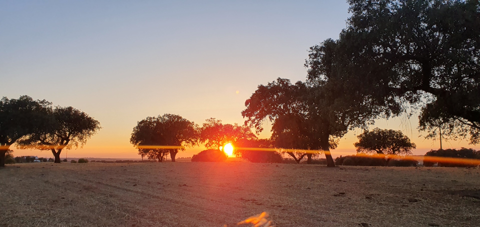 Alentejo - Portugal - Sonnenuntergang über einer Wiese mit Bäumen, warmem Licht und tiefem Horizont im Abendhimmel.